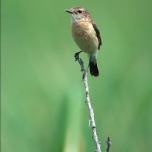 Meet your Posher, Alfred